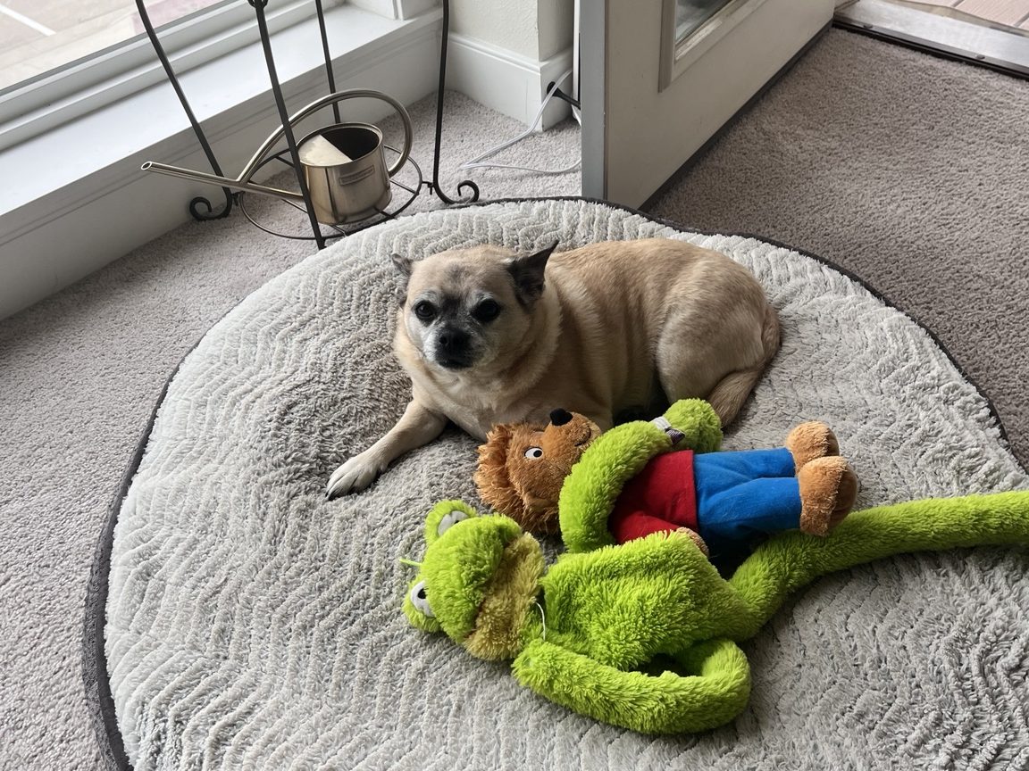 Small dog relaxing on a plush bed with toys in a comfortable home setting